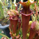 Moorei Red x Black Widow sarracenia carnivorous plant