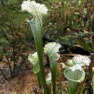 Leuco alba Hurricane creek white Holland clone carnivorous sarracenia plant