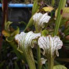 Hurricane creek white x alata) x Schnell's ghost carnivorous sarracenia plant