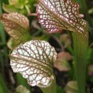 Leuco red x Wilkerson white Knight carnivorous sarracenia plant