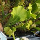 Leuco x Rubra Jonesii Green carnivorous sarracenia plant