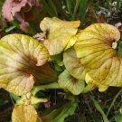 Flash x Flava Coppertop carnivorous sarracenia plant