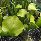 "Big green thing" carnivorous sarracenia plant