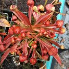 Psittacina green AF x Rubra Gulfensis green AF carnivorous sarracenia plant
