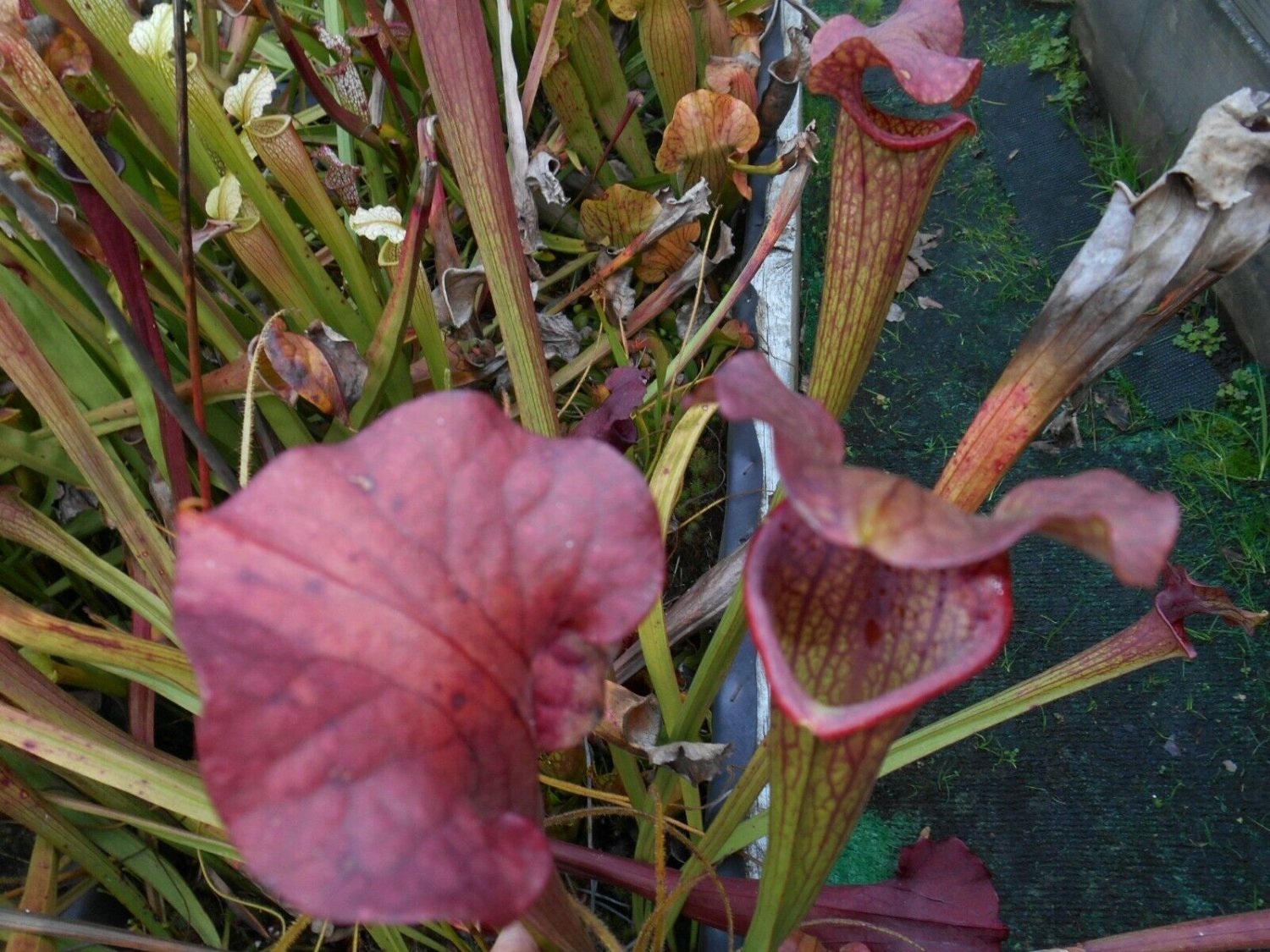 Leuco x Rubra gulfensis red carnivorous sarracenia plant