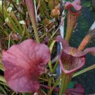 Leuco x Rubra gulfensis red carnivorous sarracenia plant