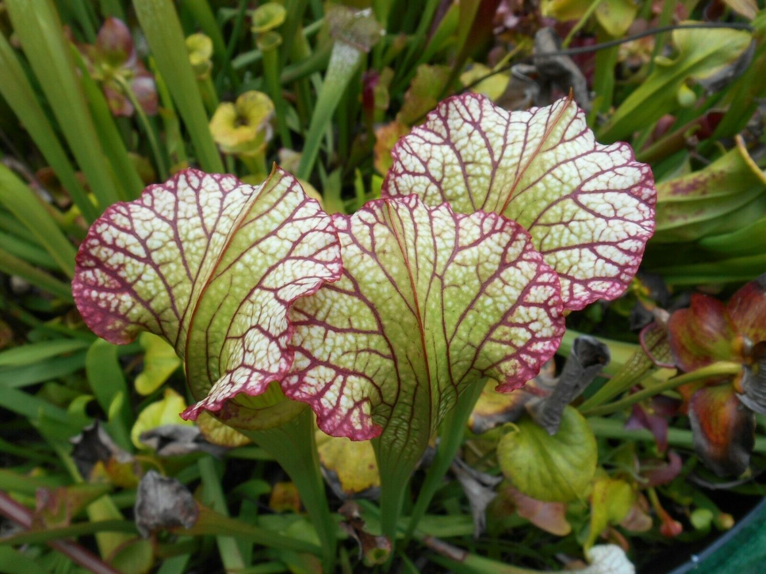 Lynda Butt carnivorous sarracenia plant