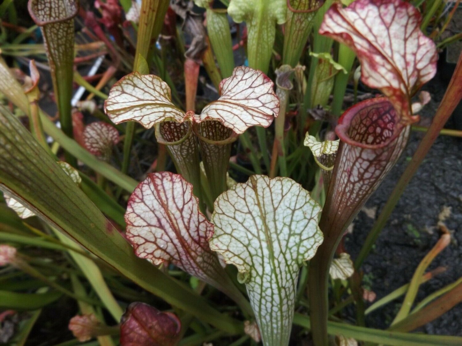 Pubescent pink leuco x (oreoph. x flava) carnivorous sarracenia plant
