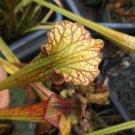 Wilkerson red x Flava Killer carnivorous sarracenia plant