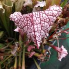 Mitchellina x Leuco white top carnivorous sarracenia plant