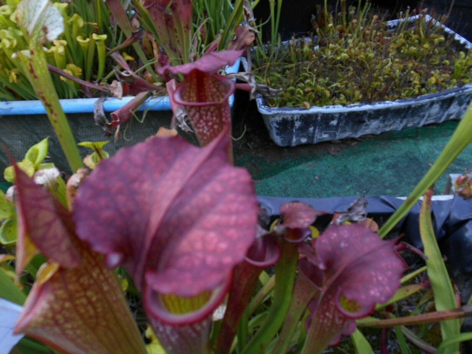 Moorei Orange fire x Aerolata ruby throat carnivorous sarracenia plant