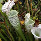 Leuco Santa Rosa Cty. Fl. 3NB sarracenia carnivorous plant