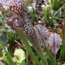 Moorei Mary Helen x Leuco red tube, Perdido carnivorous sarracenia plant