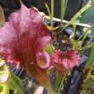 Super Giant Red, aka Big Red carnivorous sarracenia plant