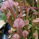 "Pretty in pink" carnivorous sarracenia plant