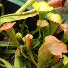 June Bug carnivorous sarracenia plant