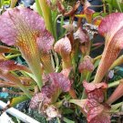 "Firesticks" carnivorous sarracenia plant