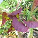 Richie Bell carnivorous sarracenia plant