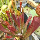 Chelsonii carnivorous sarracenia plant