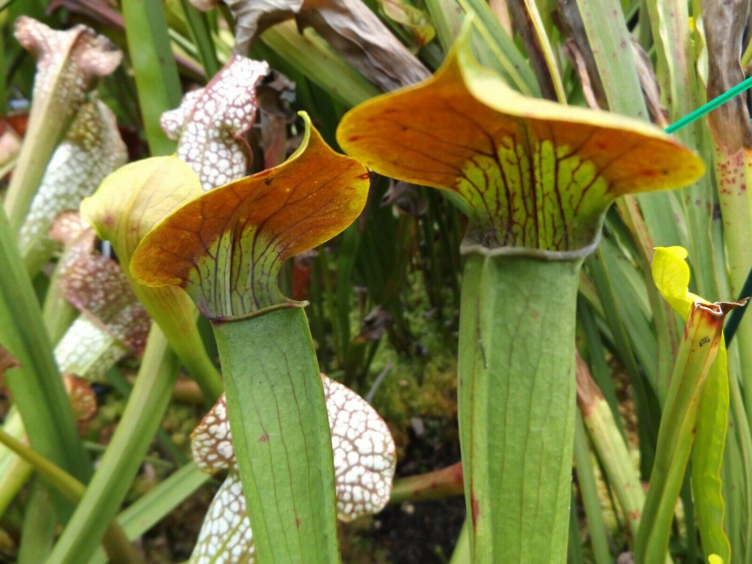 Alata red vein x Flava veined carnivorous sarracenia plant