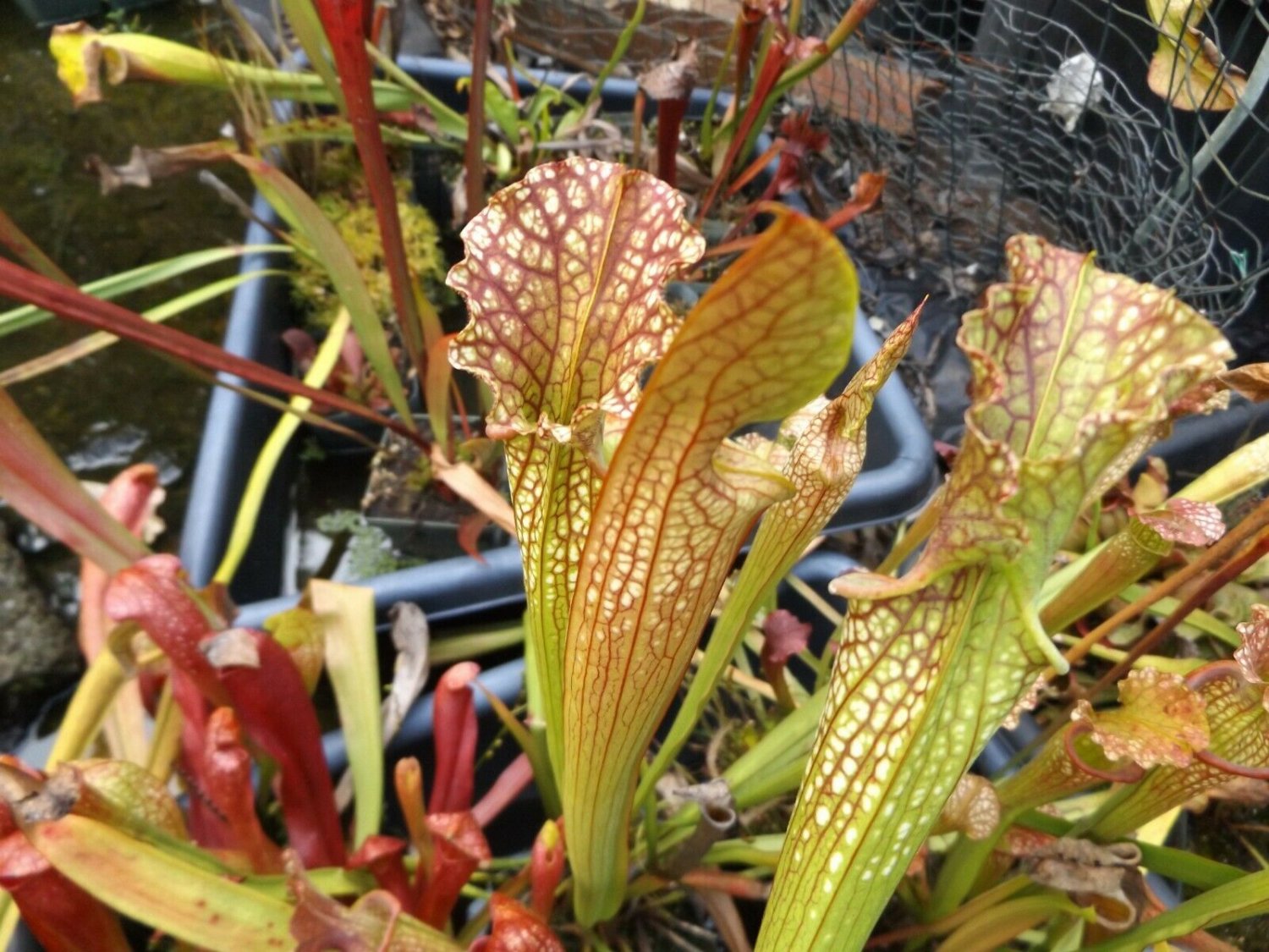 Red Velvet carnivorous sarracenia plant