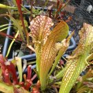 Red Velvet carnivorous sarracenia plant