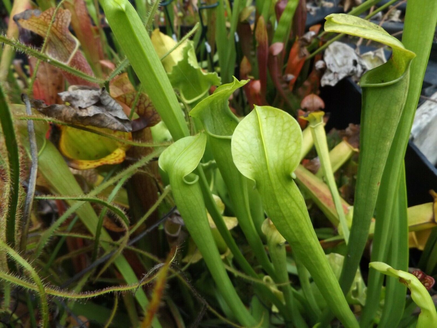 Rubra x (Oreoph. x Purp. Burkeii) carnivorous sarracenia plant
