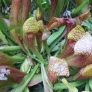 "Lady Bug" carnivorous sarracenia plant