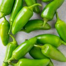 Seed Jalapeno Chile Pepper 100 Seeds Garden Fresh Pack
