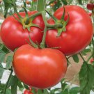 Tomato Floradade Rich In Vitamins Antioxidants Lycopersicon High Fiber 20 Seeds