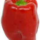 Bell Pepper Keystone Giant Sweet Hollow Huge Rounded Square Shape 20 Seeds