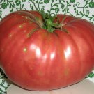 Tomato Meaty Dutchman Beefsteak Heirloom One Of The Largests Cultivars 20 Seeds