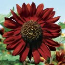 Spectacular Sunflower Queen Velvet Unique Shimmering Deep Red Blooms 18 Seeds