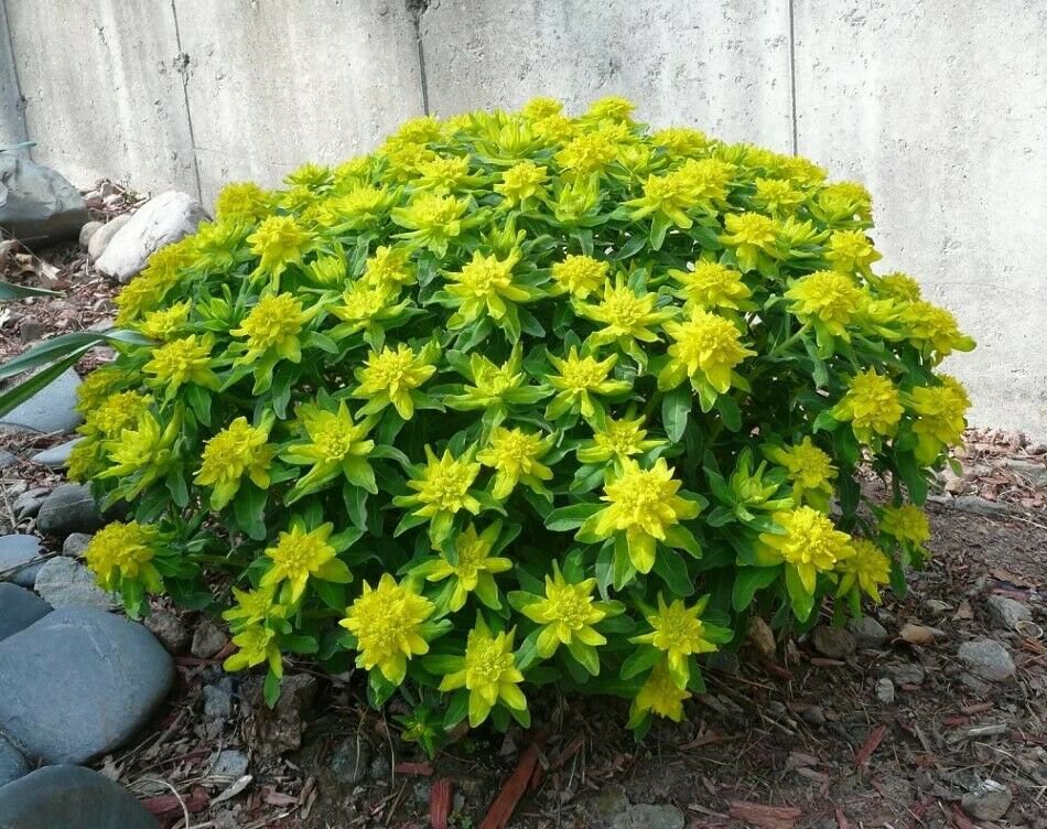 Polychroma Spurge Euphorbia Cushion Moundings Clumps Forming Perennial 20 Seeds