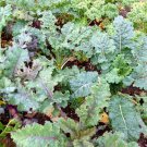 Kale Rainbow Lacinato Curly Leafed Red Varietys Easy To Grow Nutritious 50 Seeds