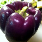Pepper Bell Sweet Purple Outdoor Fresh Rounded Square Shape With Lobes 75 Seeds