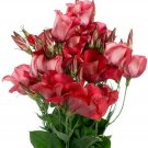 Red Lisianthus Arena Long Lasting Blooms Outdoor Live Plant 20 Seeds