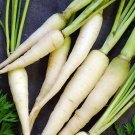 Tender Coreless Sweet Lunar Creamy White Carrot - 100 Seeds