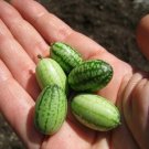 Cucamelon Mouse Melon - 20 Veggie Seeds