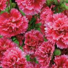 Alcea Fiesta Hollyhock Perennial Time Definitive Old Fashioned Cottage 35 Seeds