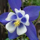 Aquilegia Columbine Blue Beautiful Domesticated Wildflower Star Effect 20 Seeds