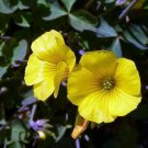 Oxalis Valdiviensis Shamrock Rare Gold Lucky Annual Great Houseplant 50 Seeds