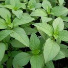 Basil Herb Potent Lime Excellent Aroma & Flavor Outdoor & Indoor Plant 100 Seeds