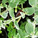 Origanum Zaatar Syriaca Herb New Oregano Several Ingredients In And Out 50 Seeds