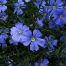 Perenne Flax Linum Blue Perennial Little Blue Flowers Outdoor 2 Grams Of Seeds