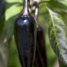 Mildly Pepper Hot Hungarian Black Great Salsa Ripens From Black To Red 10 Seeds