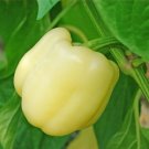 Pepper Bell Sweet White Medium Thick Flesh From White To Yellow To Red 20 Seeds