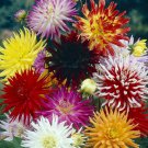 Colorful Cactus Dahlia Curvaceous Spiky Blooms Hybrid Tubes Like Stems 50 Seeds