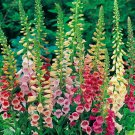 Digitalis Excelsiors Foxgloves Mixed Colorsfrom Purple To Pink Hybrid 100 Seeds