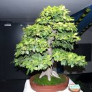 Betulus Hornbeam Carpinus European Crisp Shrub Tree Indoors & Outdoors 20 Seeds
